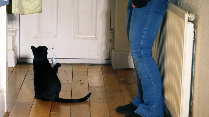 Black pet cat and owner playing with toy in house hallway medium 4k selective focus 