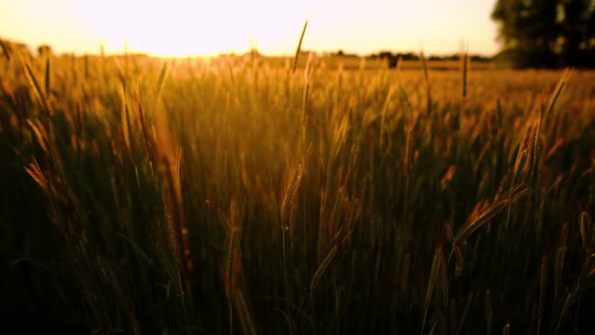 Stalks Of Wheat Swaying In The Wind At Sunset