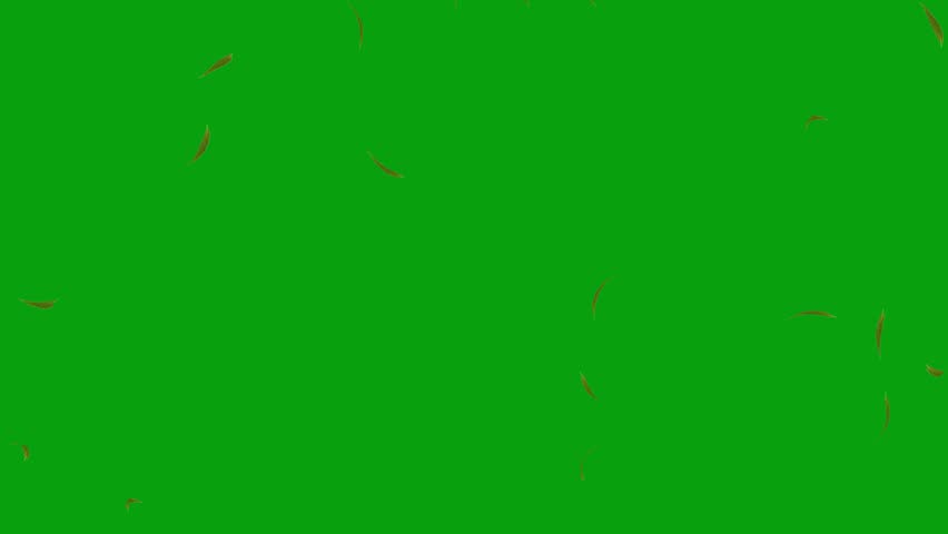 An animation of dark feathers falling against a solid green chroma background.