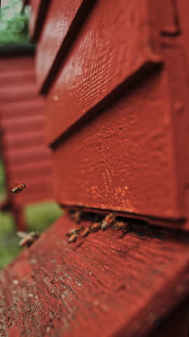 Vertical format slow motion close-up footage showing a colony of honey bees at the entrance of a red WBC hive. Captured outdoors with natural light and selective focus