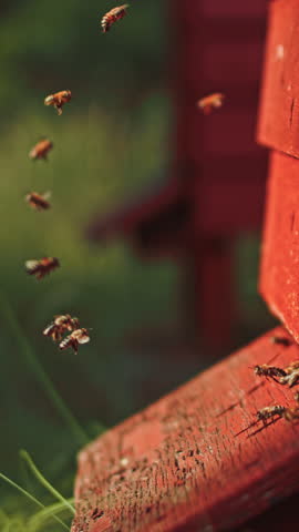 Close-up slow motion footage of a traditional British red WBC hive with active honey bees at the entrance. Captured outdoors with natural light and selective focus, showing detailed colony activity