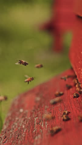 Vertical format slow motion close-up of honeybees returning to a red WBC beehive outdoors, with selective focus emphasizing the bees against a dreamy blurred background.