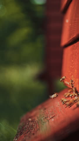 Vertical format slow motion close-up of honeybees collecting at the red wooden WBC hive entrance outdoors, with selective focus on the bees against a dreamy blurred background.