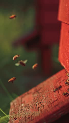 Close-up vertical shot of honeybees swarming near a red wooden WBC hive, captured outdoors with selective focus on the bees against a gently blurred backdrop.