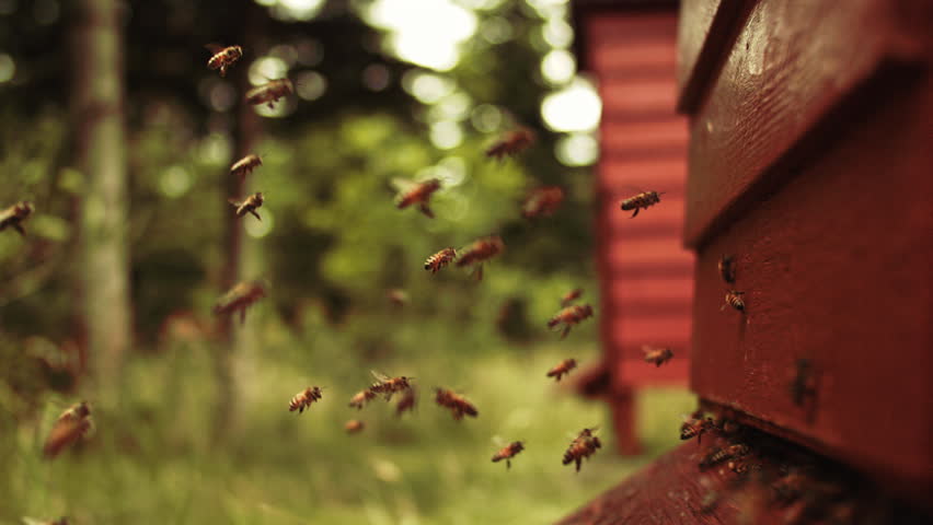 Close-up slow motion footage of bees hovering in an apiary with a green natural backdrop, captured with a gently rotating sideways camera, keeping the bees in sharp focus