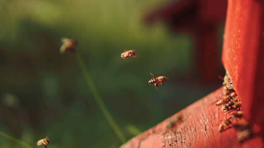 Slow motion close-up of honeybees at the entrance of a red wooden WBC hive outdoors, with selective focus on the bees against a dreamy, softly blurred background.