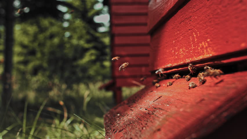 A detailed close-up captures bees as they land and take off from the hive entrance, the view reveals the bees