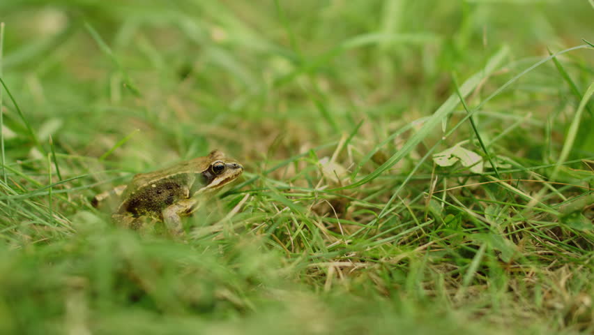 Macro close-up slow motion of a frog jumping across fresh green grass in bright daylight, capturing detailed movement in stunning clarity.