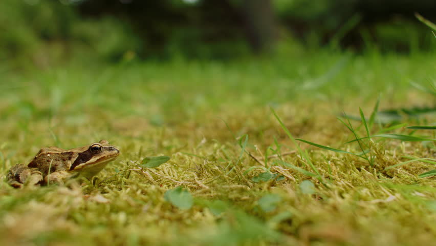 Slow motion close-up of a frog jumping over lush green vegetation in daylight, with a softly blurred natural background.