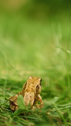 Close-up slow motion of a frog jumping on green grass in bright daytime sunlight, with a softly blurred nature background.