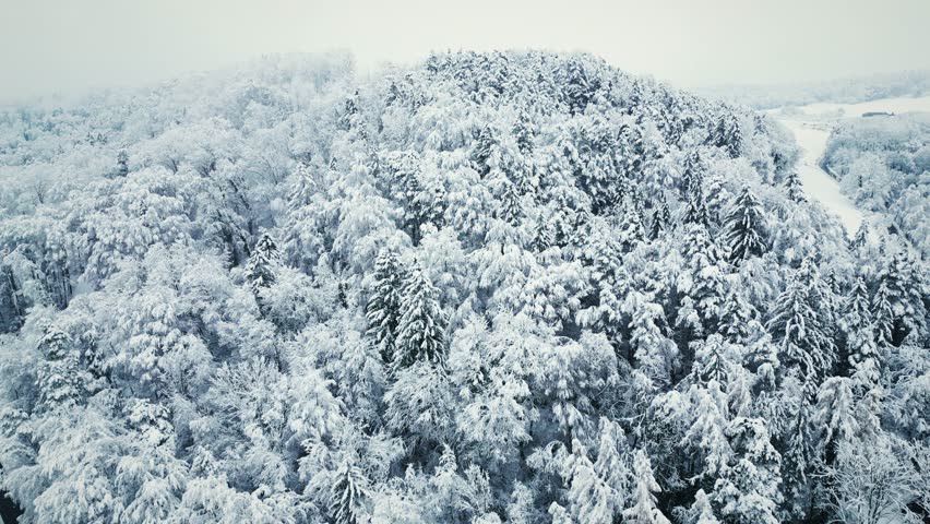 Aerial view of snowy pine tree forest in South Germany, Black Forest. Tree tops covered in snow at winter. Picturesque winter landscape