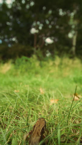 Close-up slow motion of a frog jumping on bright green grass in natural daylight, with a softly blurred nature background.
