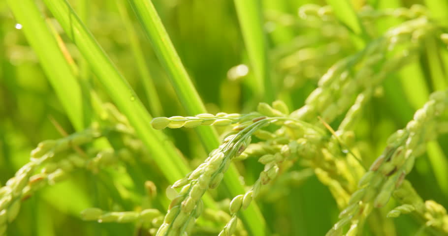 Beautifully planted rice in a paddy field
