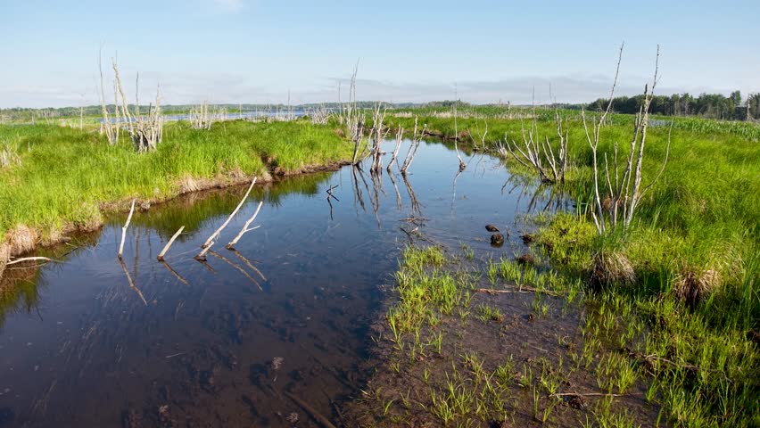 Aerial drone footage of a wetland marsh with calm reflective water, green grasses, and scattered deadwood in Michigan’s Upper Peninsula.