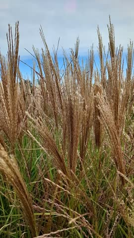 Calming video of golden Miscanthus sinensis grass plumes swaying gently in the autumn wind, with natural rustling sounds.