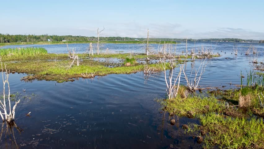 Aerial drone footage of a wetland landscape with reflective water, grasses, and dead tree trunks in Michigan’s Upper Peninsula.