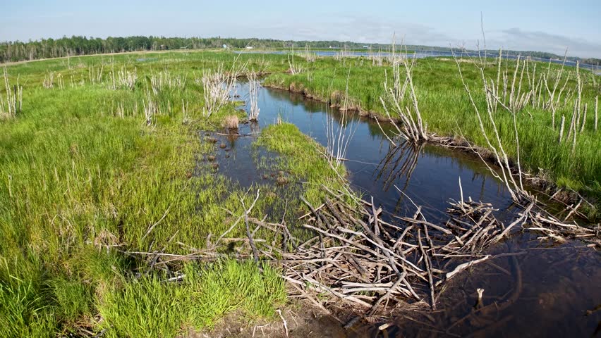 Aerial drone video of a wetland stream winding through grassy marshland in Michigan’s Upper Peninsula wilderness.