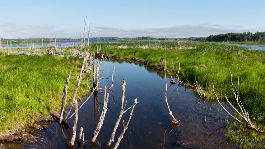 Aerial drone view of a reflective wetland pond bordered by tall grasses and sparse trees in Michigan wilderness.
