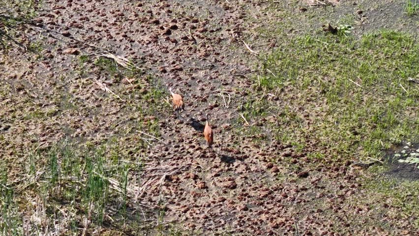 Aerial view of two sandhill cranes walking in wetland marsh of les cheneaux islands, michigan