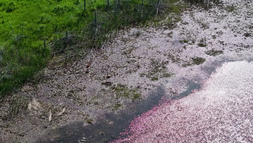 Aerial drone view of Sandhill Cranes walking on muddy shoreline with water pooling against grassy edges in a natural wetland area of Michigan’s Upper Peninsula.