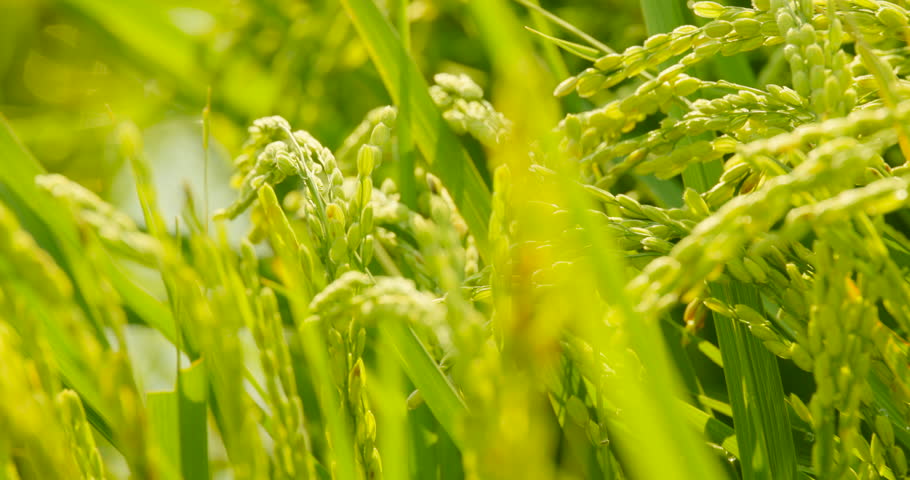 Beautifully planted rice in a paddy field