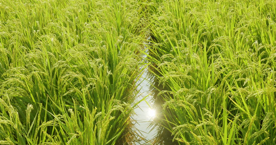 Beautifully planted rice in a paddy field