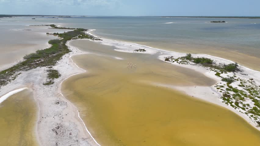 American flamingos (Phoenicopterus ruber) wading and feeding in the shallow wetlands of Ría Lagartos Biosphere Reserve, Yucatán, Mexico.