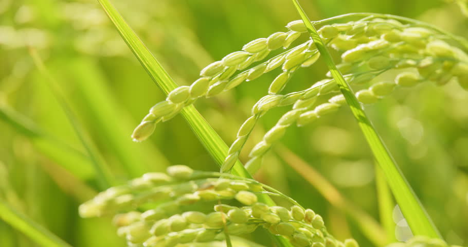 Beautifully planted rice in a paddy field