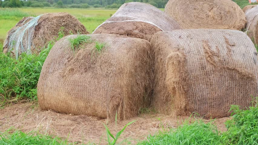 Farming Hay Bale Rolls Left Neglected Unprotected Uncovered on Farmland Field