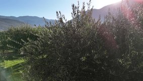 Flying drone passing along the olive tree growing on plantation on Italian countryside field, amazing scenic view of morning sunrise and sunbeams reflection through the tree branches, rural field - Powered by Shutterstock - Get 15% off with code: PIKWIZARD15