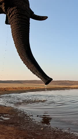 Water from elephant trunk splash camera as it drinks at waterhole, POV. Vertical