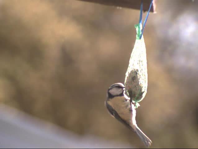 Blue tit