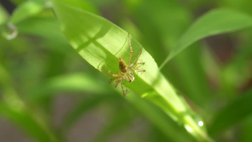 A macro close-up of a translucent green Lynx Spider resting on a blade of grass. This detailed shot of the arachnid shows its spiny legs and patterned abdomen in its natural habitat.