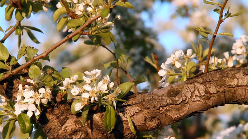 Fruit Tree Blossoms 3. A fruit tree blossoms with white flowers in early spring.