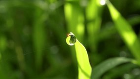 Extreme macro of a single dewdrop on a blade of grass, catching the morning sun to create a bright, star-like sparkle. A beautiful shot of nature's purity and light. - Powered by Shutterstock - Get 15% off with code: PIKWIZARD15