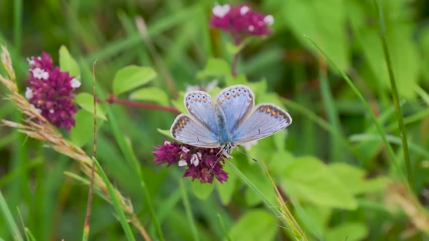 Female Common Blue Butterfly on a Marjoram Flower