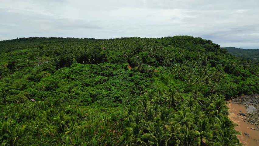 A drone zooms in through dense tropical forest, revealing a hidden road winding between palm trees and foliage, with glimpses of shoreline in the corner of Mauban, Quezon Province Philippines