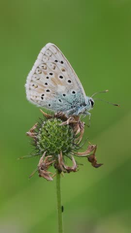 Vertical Video of a Chalkhill Blue Butterfly Resting