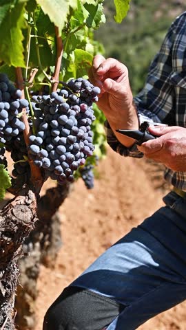 Cannonau grapes. The agronomist farmer in the vineyard collects the grapes to measure the sugar content with the refractometer. Traditional agriculture in Sardinia. Footage, slow motion.