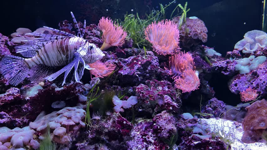 Striped lionfish swimming slowly in natural habitat, dangerous yet beautiful marine predator. Beautiful lionfish swimming gracefully underwater, stock footage for marine life, aquariums.