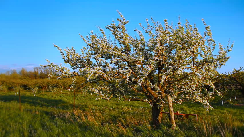 Fruit Tree Blossoms 1. A fruit tree blossoms with white flowers in early spring.