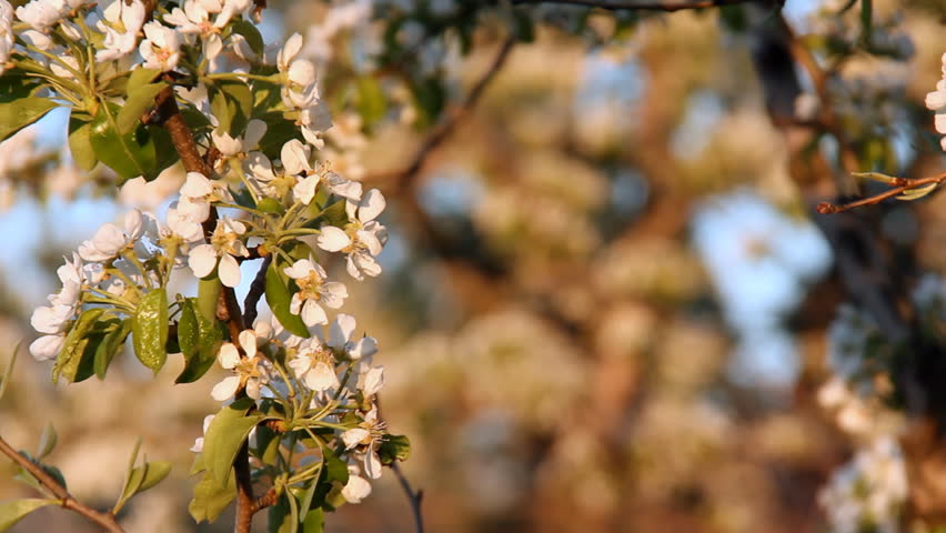 Fruit Tree Blossoms 4. A fruit tree blossoms with white flowers in early spring.