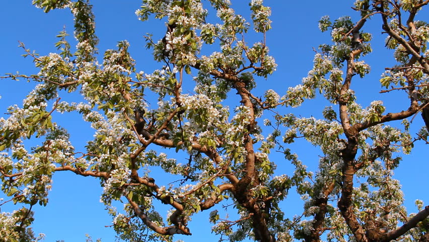 Fruit Tree Blossoms 2. A fruit tree blossoms with white flowers in early spring.