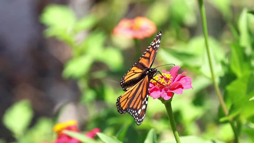 A macro view of Monarch butterfly with black, white, and orange wings perched on a pink Zinnia flower. The background is a garden with green leaves.
