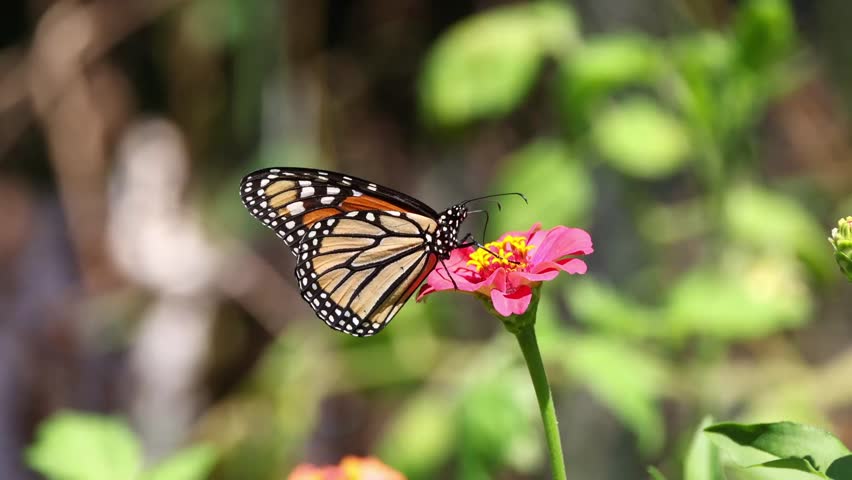 A macro view of Monarch butterfly with black, white, and orange wings perched on Zinnia flower. The background is a blurred garden with green leaves.