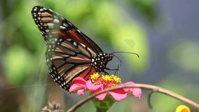 A macro view of Monarch butterfly perched on a pink Zinnia flower. The background is blurred green leaves. - Powered by Shutterstock - Get 15% off with code: PIKWIZARD15