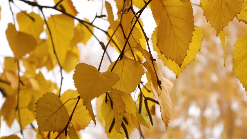 Yellow leaves on birch branches against the background of the sky in an autumn park. Golden warm autumn. Indian summer. Autumn park in the city. Wildlife in autumn.