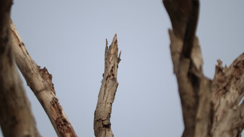 Red-bellied woodpecker (Melanerpes carolinus), searching food from a dry tree stump.