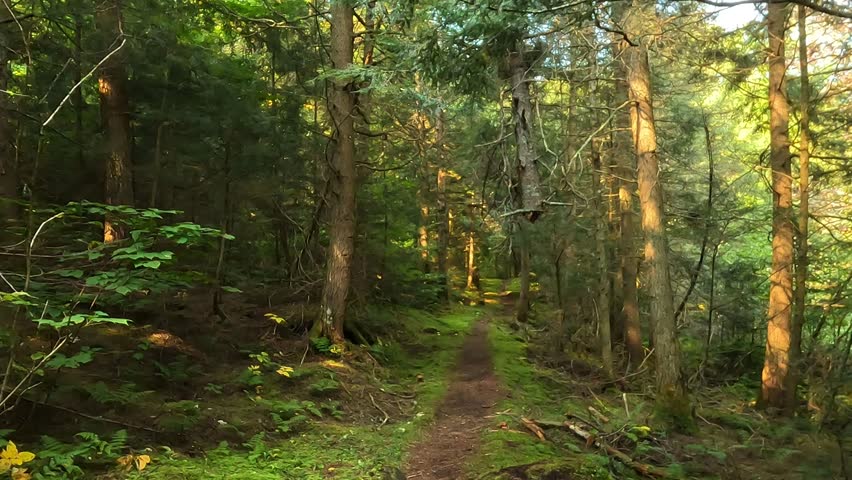 Golden sunlight filtering through dense pines along a rugged forest trail in Algonquin Park, Ontario, capturing the quiet stillness