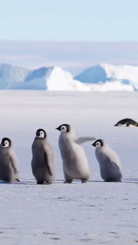 Baby Penguins Walking Together on Ice in Cold Climate